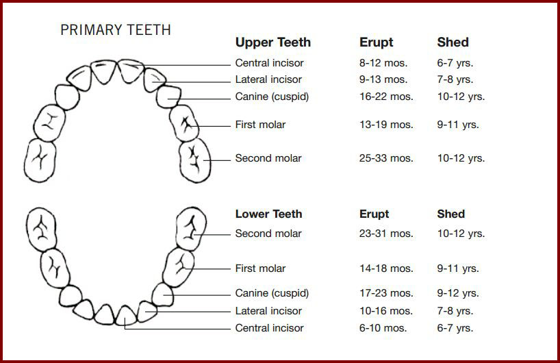 Primary Teeth Eruption Chart by ADA